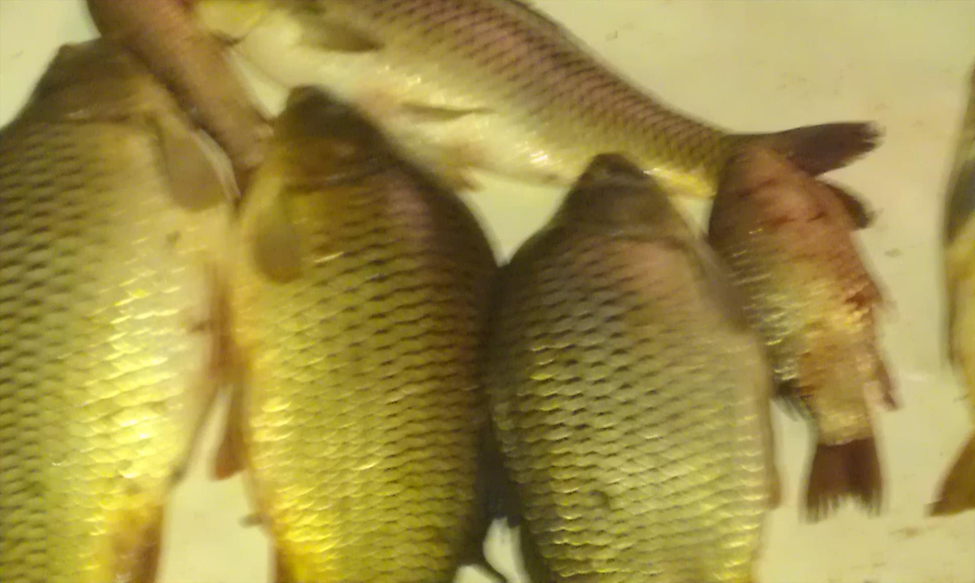 pescut la crap - imag0074.jpg